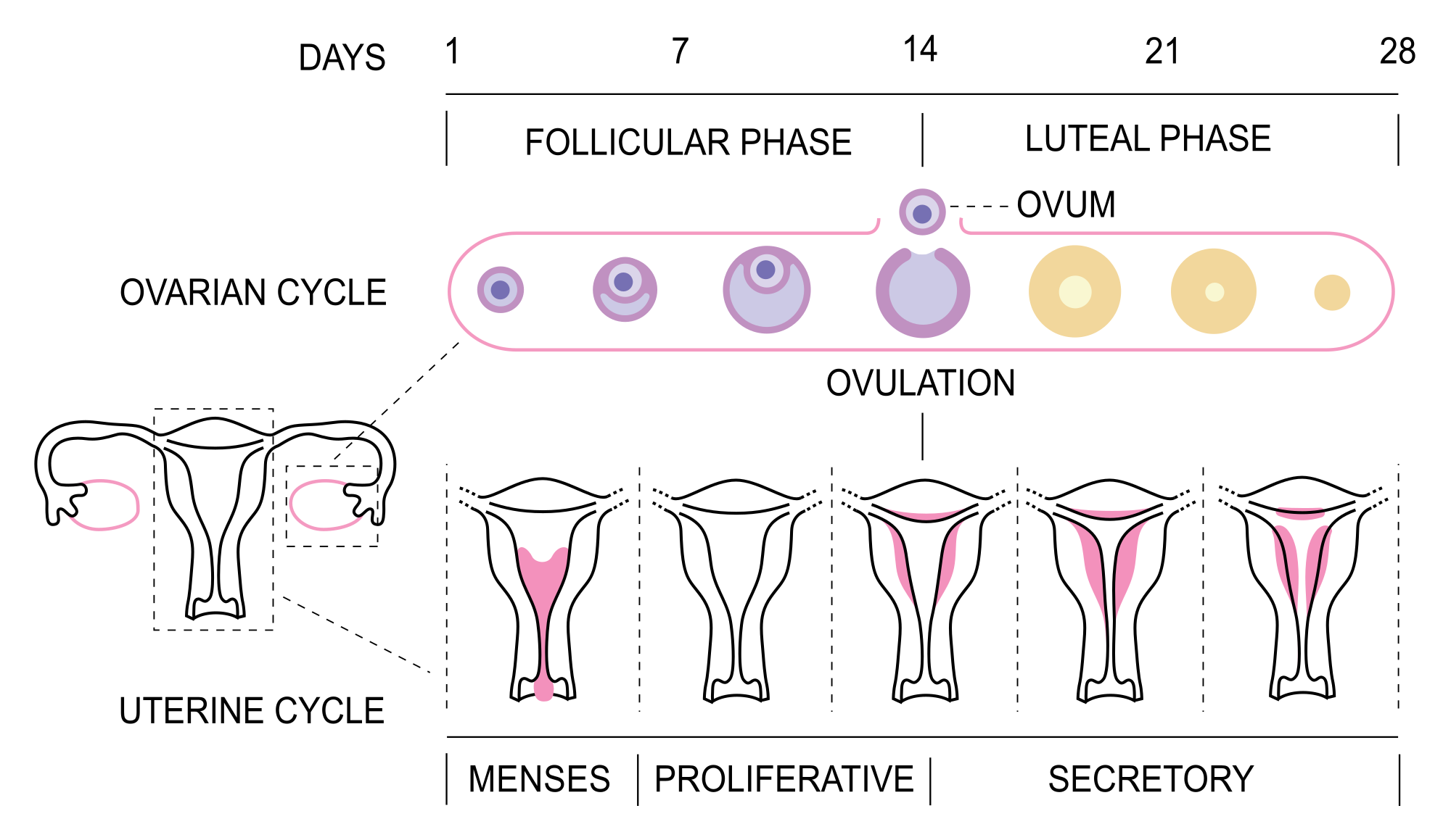 Cicle Menstrual 